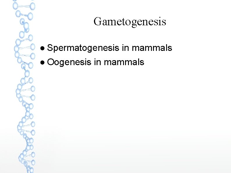 Gametogenesis ● Spermatogenesis in mammals ● Oogenesis in mammals 