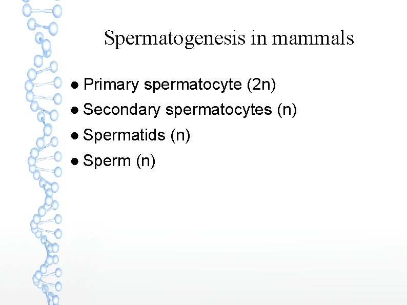 Spermatogenesis in mammals ● Primary spermatocyte (2 n) ● Secondary spermatocytes (n) ● Spermatids