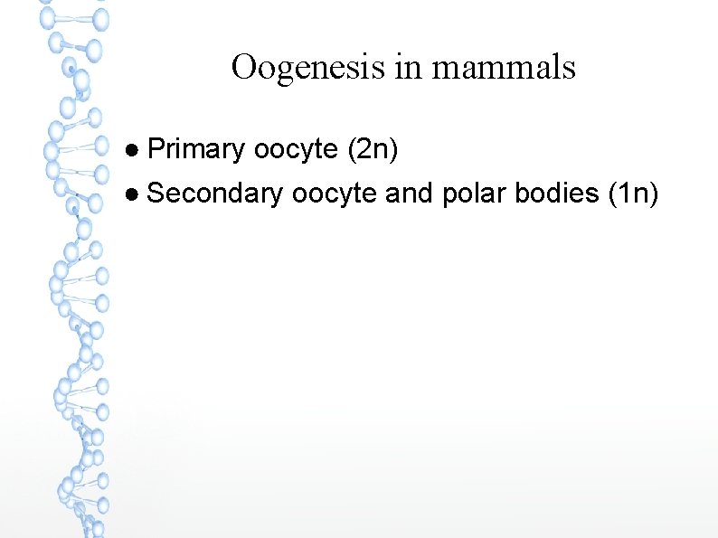 Oogenesis in mammals ● Primary oocyte (2 n) ● Secondary oocyte and polar bodies