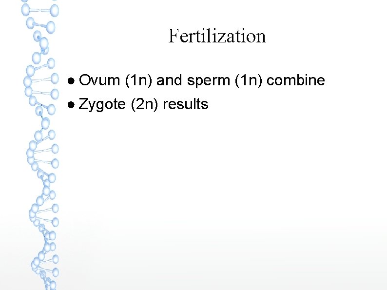 Fertilization ● Ovum (1 n) and sperm (1 n) combine ● Zygote (2 n)