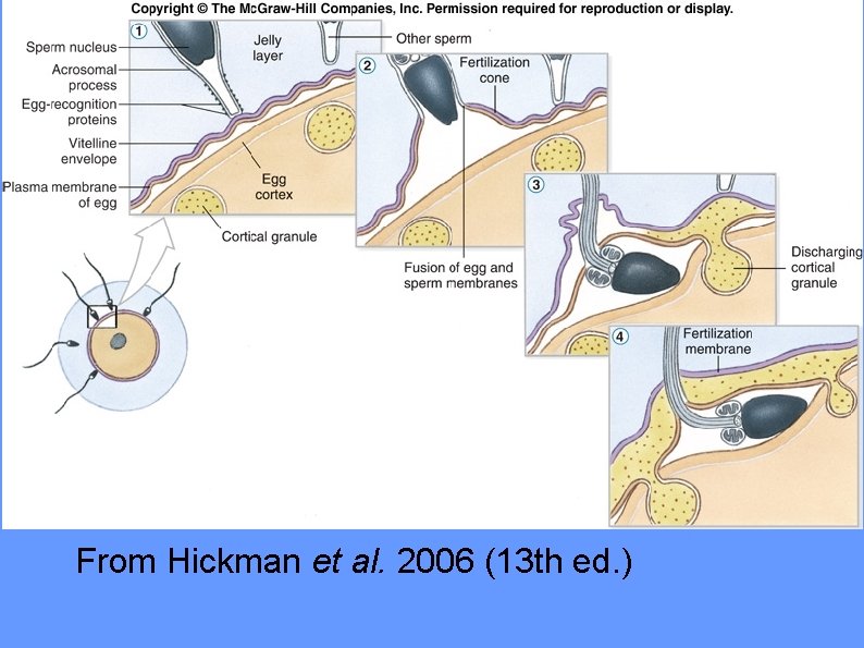 Figure 08. 04 From Hickman et al. 2006 (13 th ed. ) 