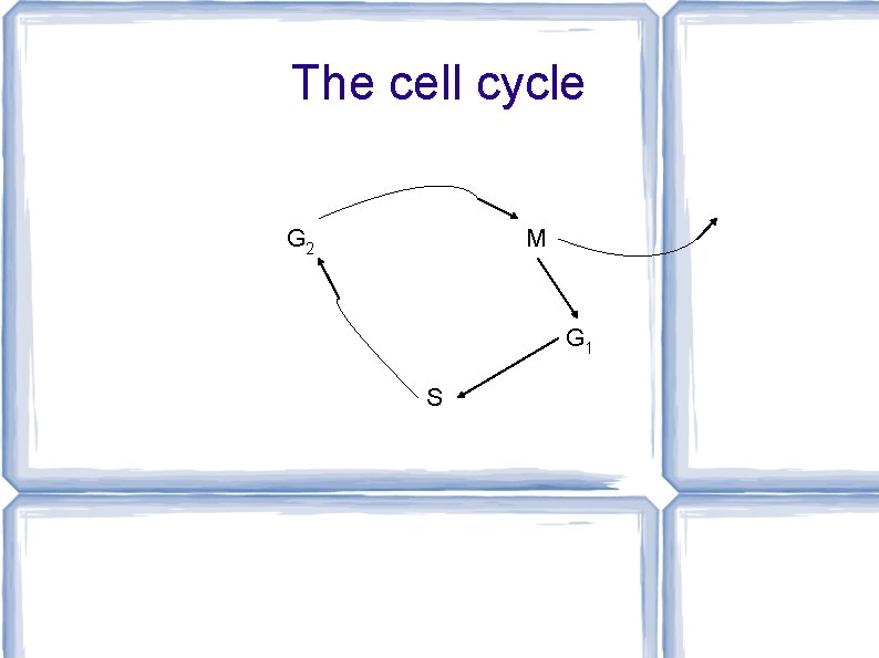 The cell cycle G 2 M G 1 S 