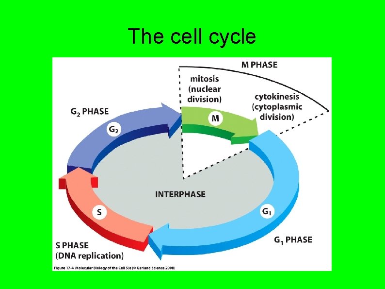 The cell cycle 