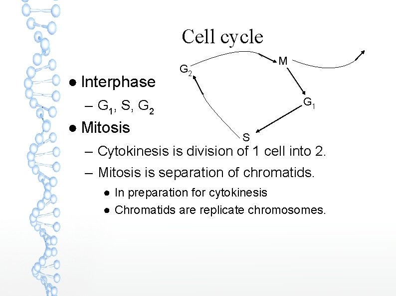 Cell cycle ● Interphase M G 2 G 1 – G 1, S, G