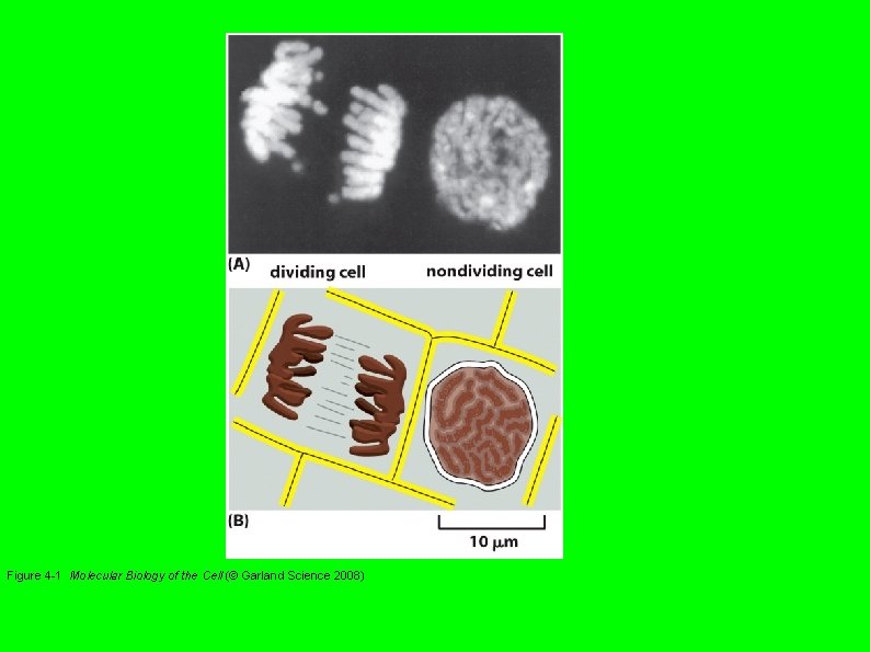 Figure 4 -1 Molecular Biology of the Cell (© Garland Science 2008) 