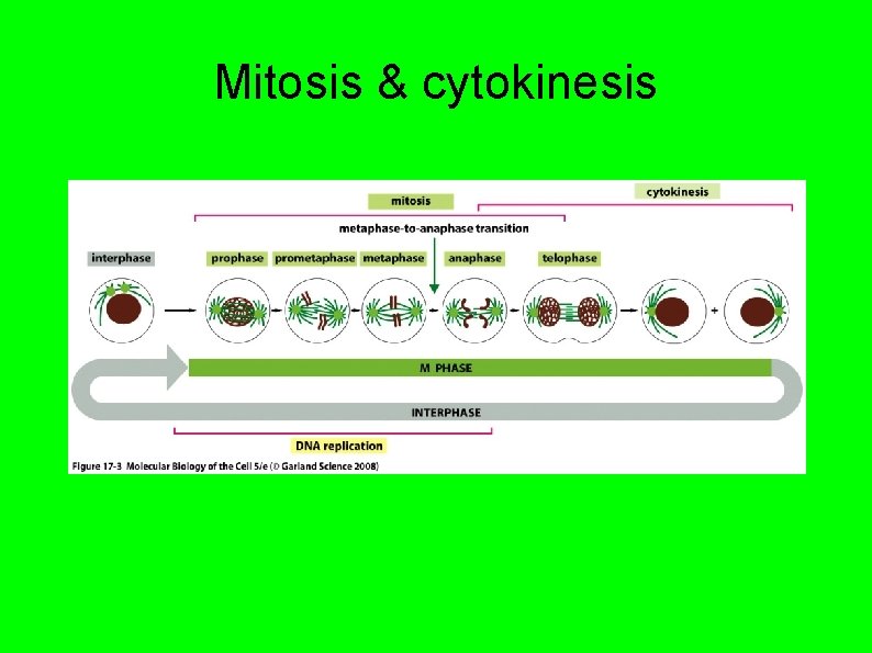 Mitosis & cytokinesis 