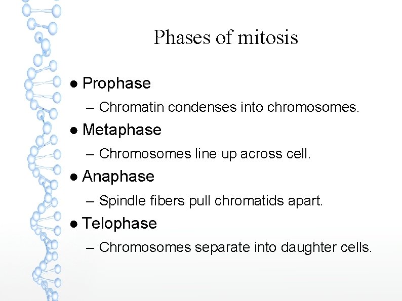 Phases of mitosis ● Prophase – Chromatin condenses into chromosomes. ● Metaphase – Chromosomes