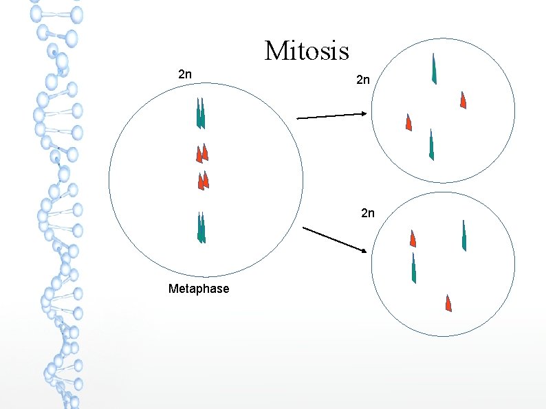 Mitosis 2 n 2 n 2 n Metaphase 