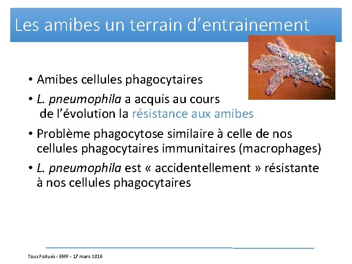 Les amibes un terrain d’entrainement • Amibes cellules phagocytaires • L. pneumophila a acquis