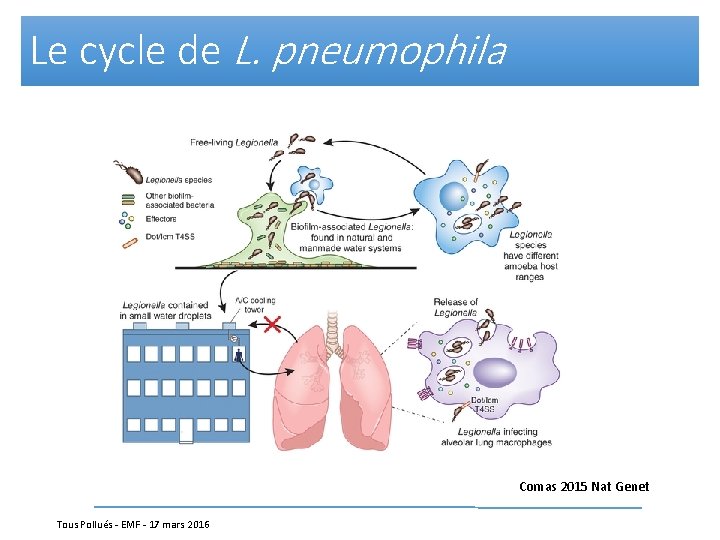 Le cycle de L. pneumophila Comas 2015 Nat Genet Tous Pollués - EMF -