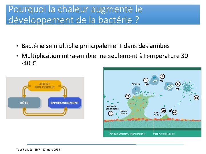 Pourquoi la chaleur augmente le développement de la bactérie ? • Bactérie se multiplie