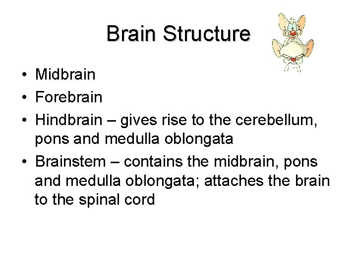 Brain Structure • Midbrain • Forebrain • Hindbrain – gives rise to the cerebellum,