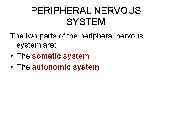 PERIPHERAL NERVOUS SYSTEM The two parts of the peripheral nervous system are: • The