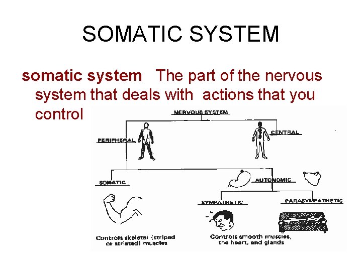 SOMATIC SYSTEM somatic system The part of the nervous system that deals with actions