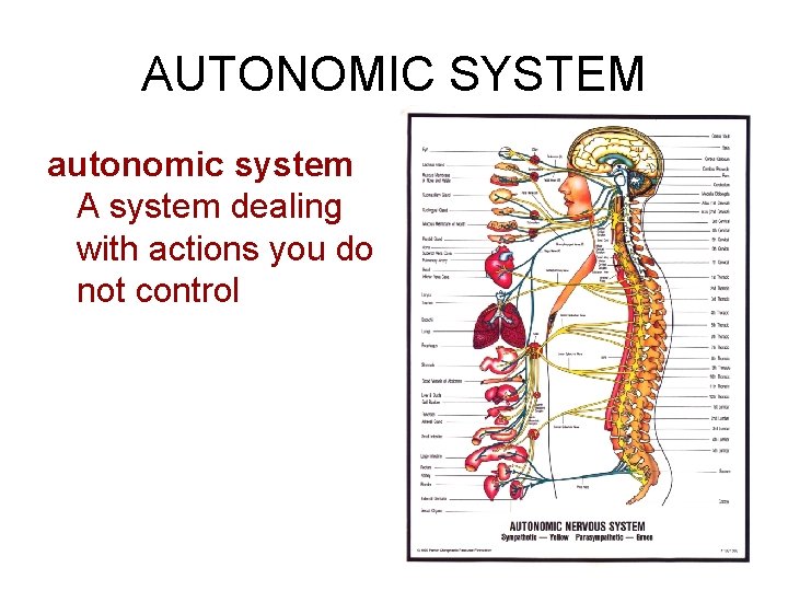 AUTONOMIC SYSTEM autonomic system A system dealing with actions you do not control 