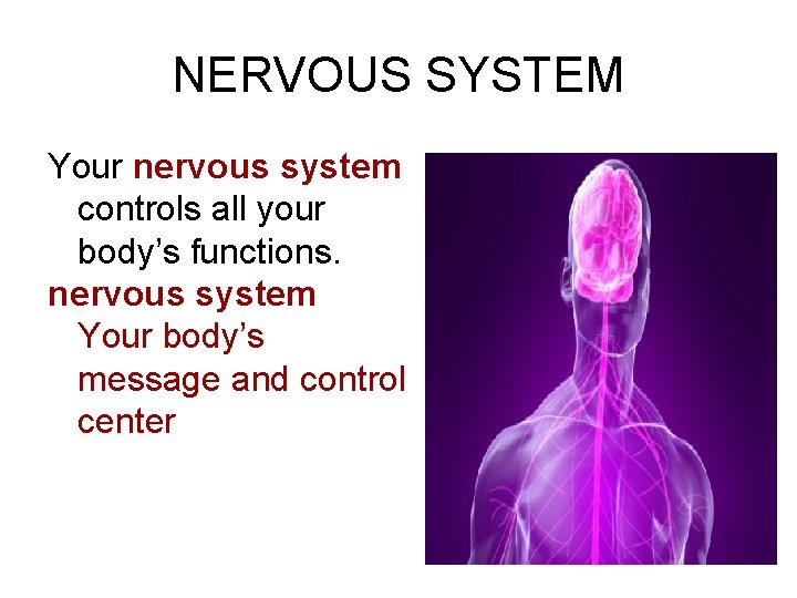 NERVOUS SYSTEM Your nervous system controls all your body’s functions. nervous system Your body’s