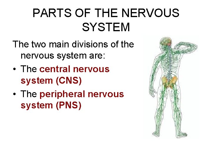 PARTS OF THE NERVOUS SYSTEM The two main divisions of the nervous system are: