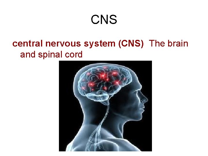 CNS central nervous system (CNS) The brain and spinal cord 