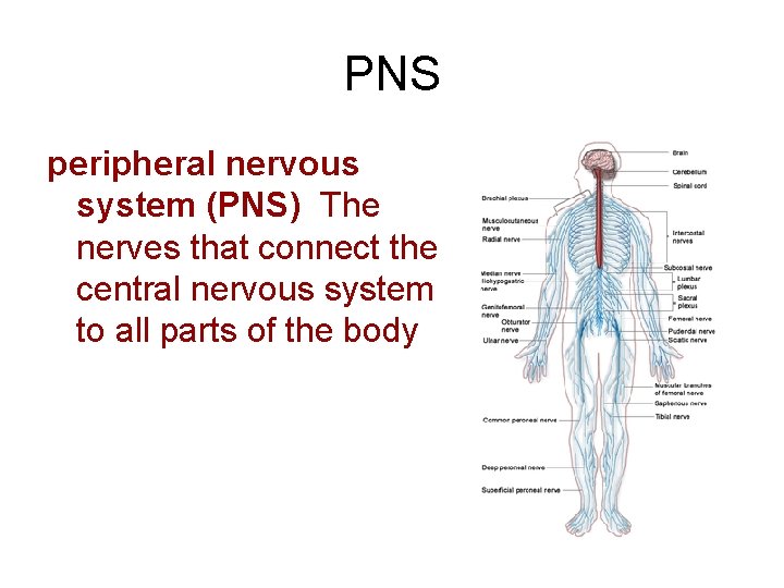 PNS peripheral nervous system (PNS) The nerves that connect the central nervous system to