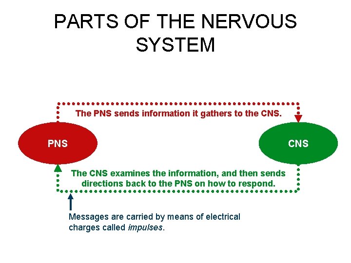 PARTS OF THE NERVOUS SYSTEM The PNS sends information it gathers to the CNS.