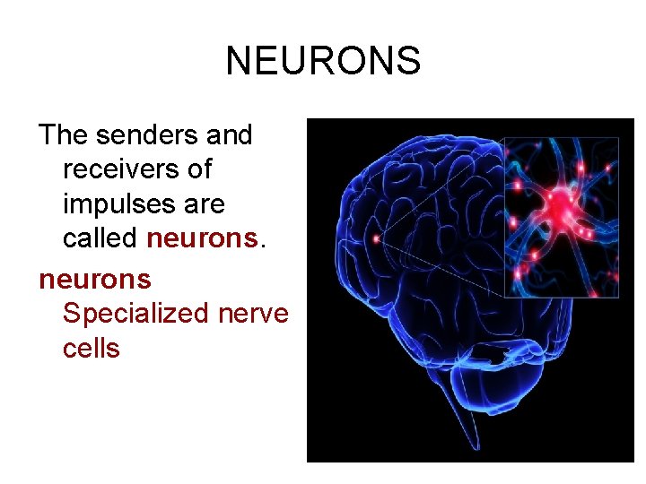 NEURONS The senders and receivers of impulses are called neurons Specialized nerve cells 