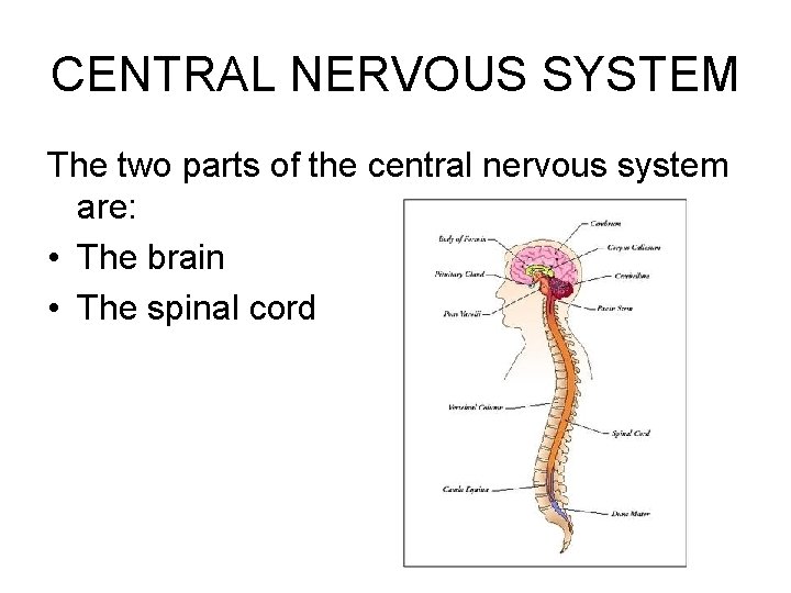 CENTRAL NERVOUS SYSTEM The two parts of the central nervous system are: • The