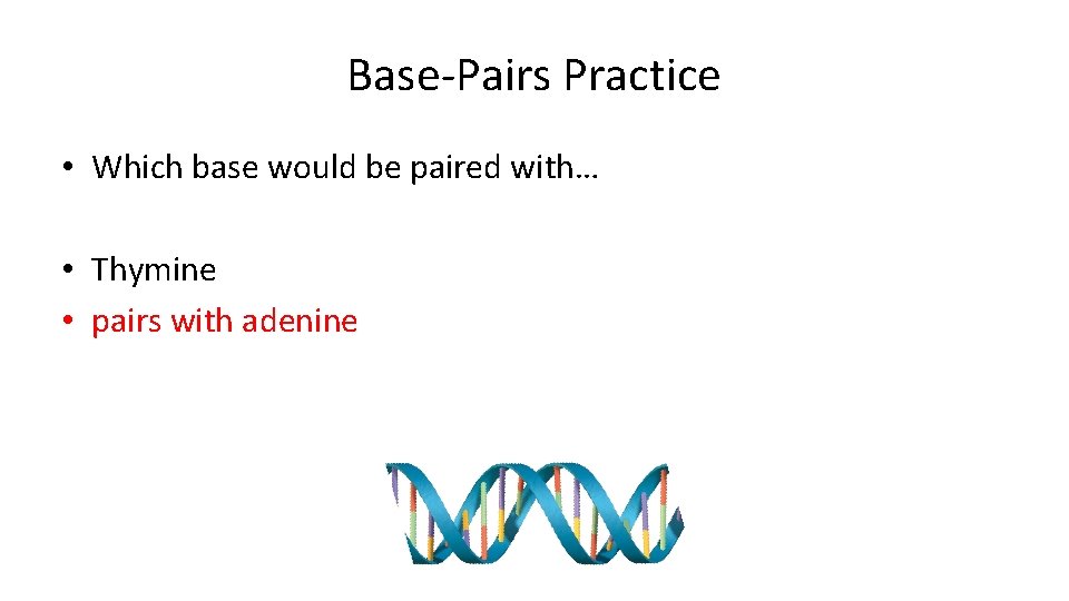 Base-Pairs Practice • Which base would be paired with… • Thymine • pairs with