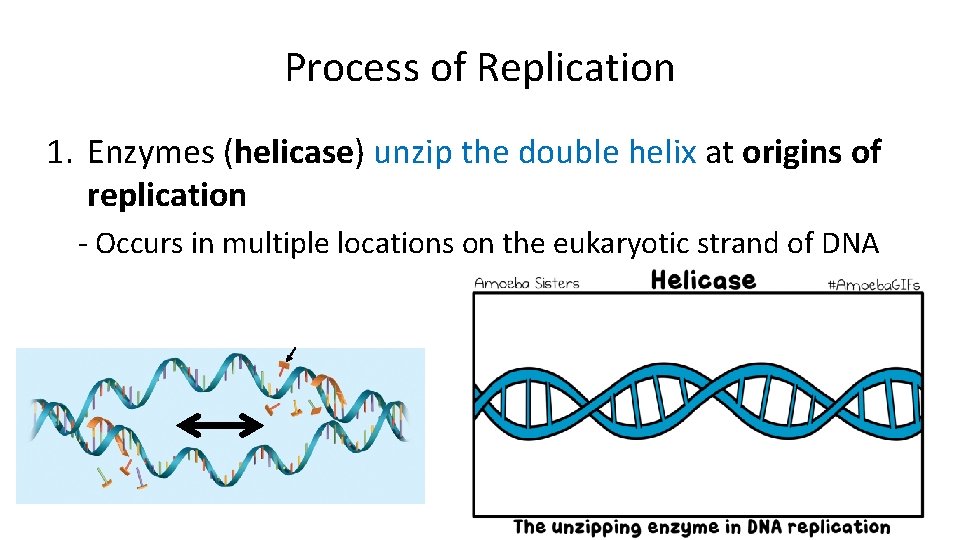 Process of Replication 1. Enzymes (helicase) unzip the double helix at origins of replication