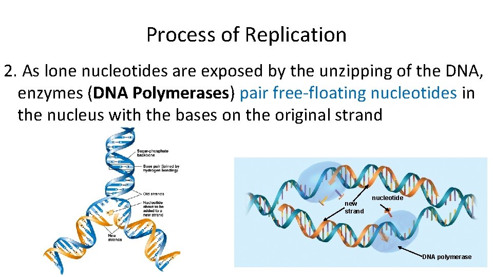 Process of Replication 2. As lone nucleotides are exposed by the unzipping of the