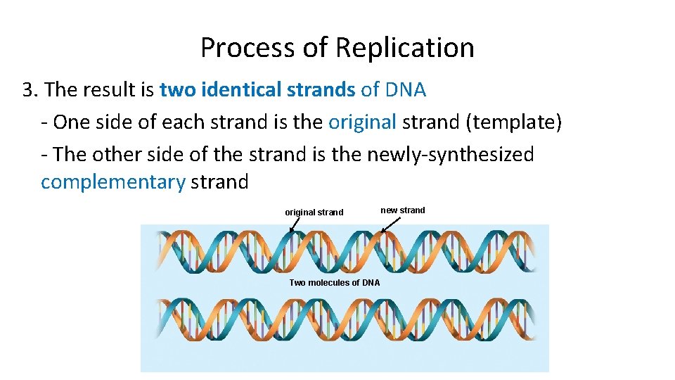 Process of Replication 3. The result is two identical strands of DNA - One