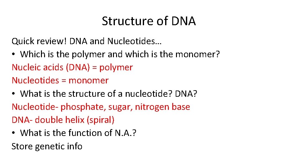 Structure of DNA Quick review! DNA and Nucleotides… • Which is the polymer and