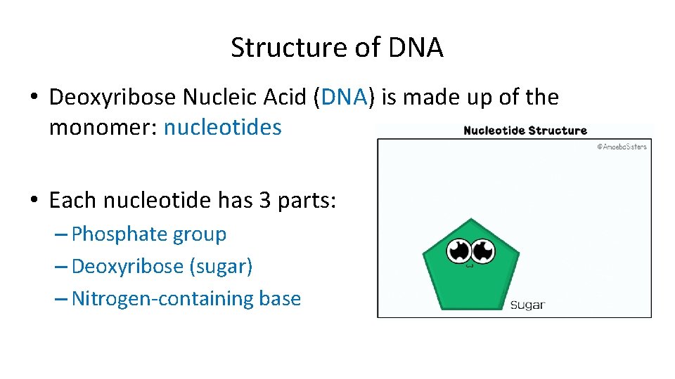 Structure of DNA • Deoxyribose Nucleic Acid (DNA) is made up of the monomer: