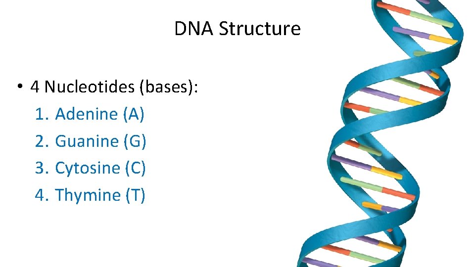 DNA Structure • 4 Nucleotides (bases): 1. Adenine (A) 2. Guanine (G) 3. Cytosine