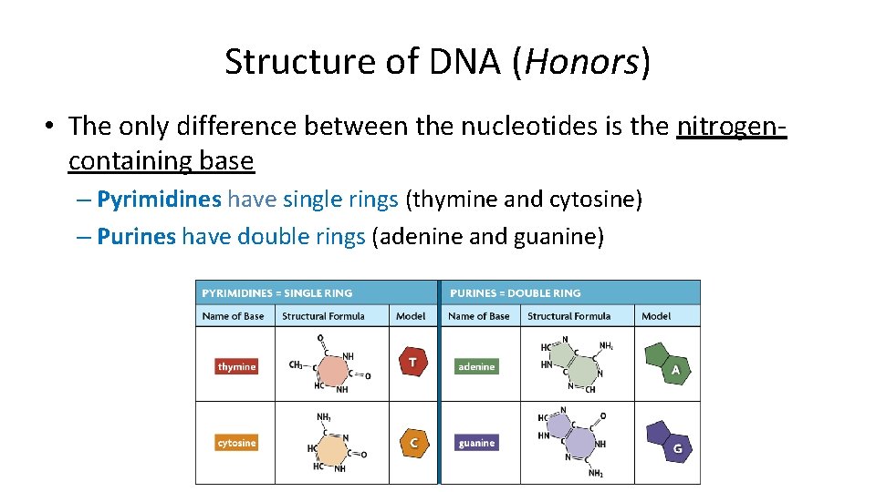 Structure of DNA (Honors) • The only difference between the nucleotides is the nitrogencontaining