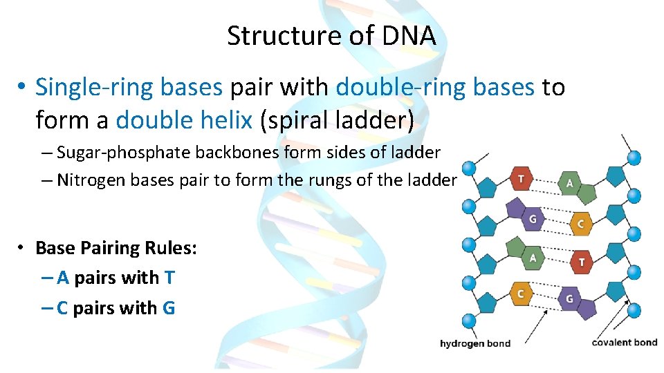 Structure of DNA • Single-ring bases pair with double-ring bases to form a double