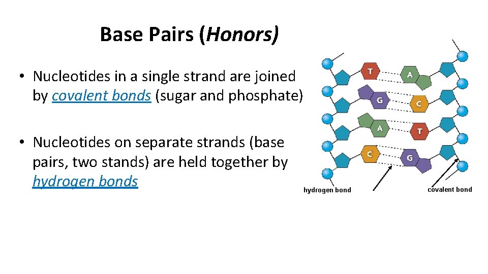 Base Pairs (Honors) • Nucleotides in a single strand are joined by covalent bonds