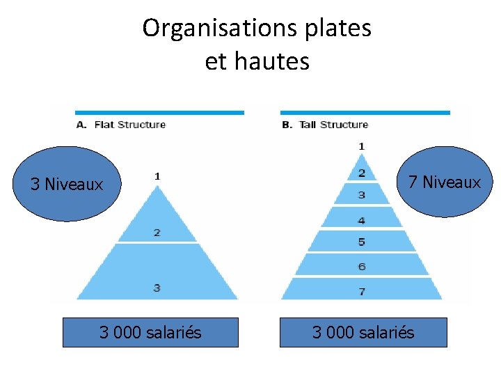 Organisations plates et hautes 3 Niveaux 3 000 salariés 7 Niveaux 3 000 salariés