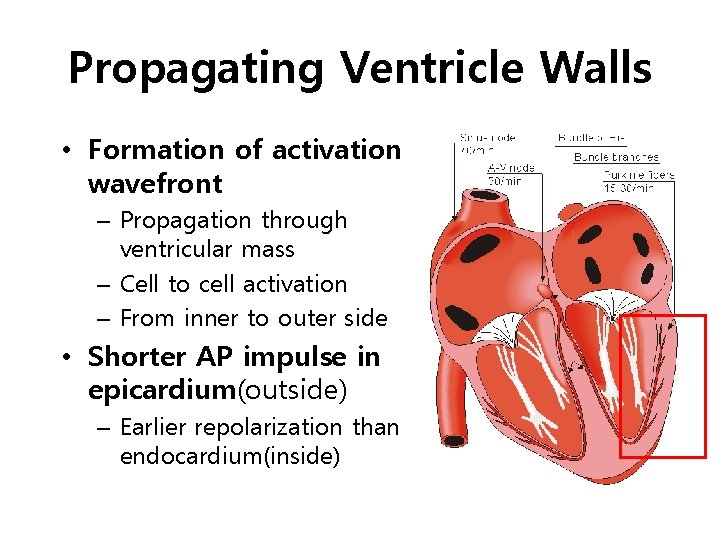 Propagating Ventricle Walls • Formation of activation wavefront – Propagation through ventricular mass –