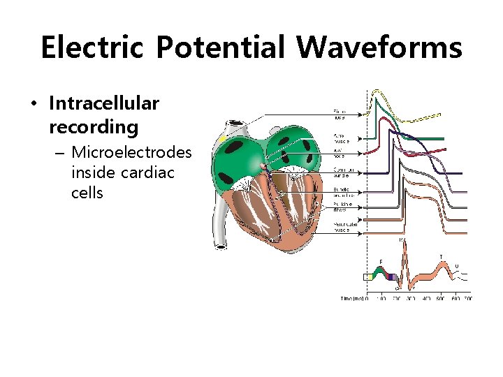 Electric Potential Waveforms • Intracellular recording – Microelectrodes inside cardiac cells 