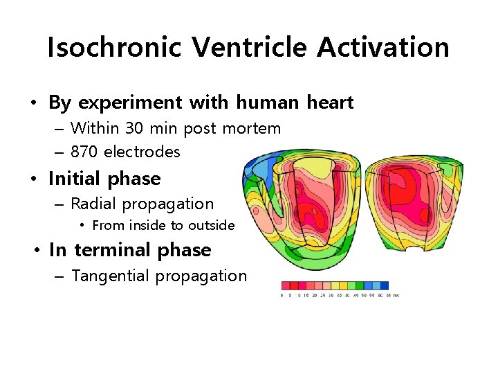 Isochronic Ventricle Activation • By experiment with human heart – Within 30 min post