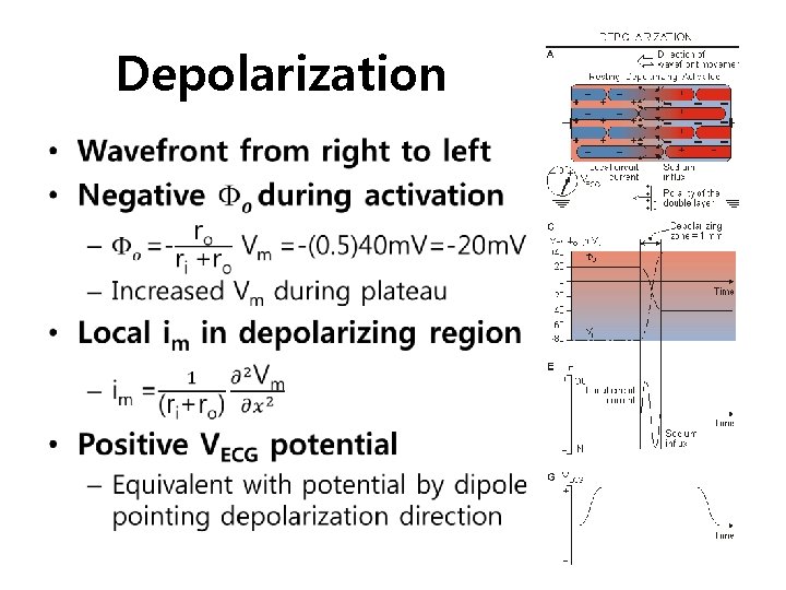 Depolarization • 