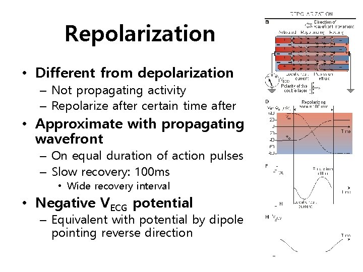 Repolarization • Different from depolarization – Not propagating activity – Repolarize after certain time