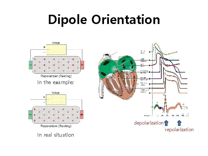 Dipole Orientation In the example: depolarization In real situation repolarization 