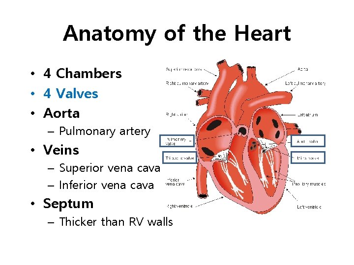 Anatomy of the Heart • 4 Chambers • 4 Valves • Aorta – Pulmonary