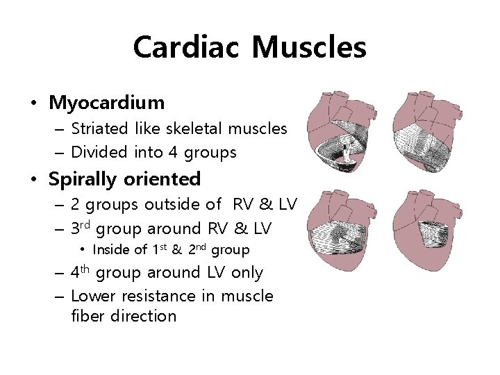 Cardiac Muscles • Myocardium – Striated like skeletal muscles – Divided into 4 groups