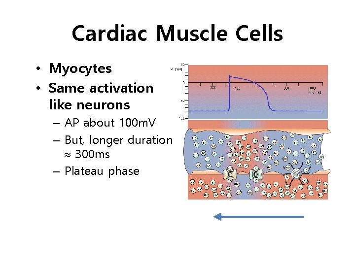 Cardiac Muscle Cells • Myocytes • Same activation like neurons – AP about 100