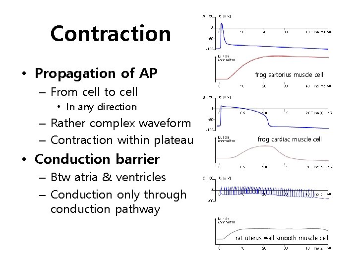 Contraction • Propagation of AP frog sartorius muscle cell – From cell to cell