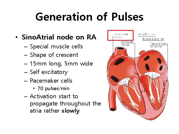 Generation of Pulses • Sino. Atrial node on RA – – – Special muscle