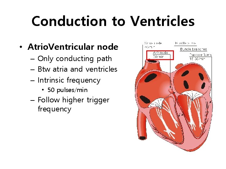Conduction to Ventricles • Atrio. Ventricular node – Only conducting path – Btw atria
