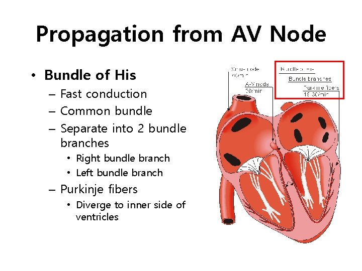 Propagation from AV Node • Bundle of His – Fast conduction – Common bundle